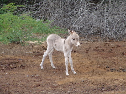 Image of Ass -- Feral donkey