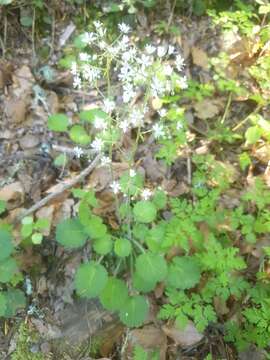 Image of Saxifraga hirsuta L.