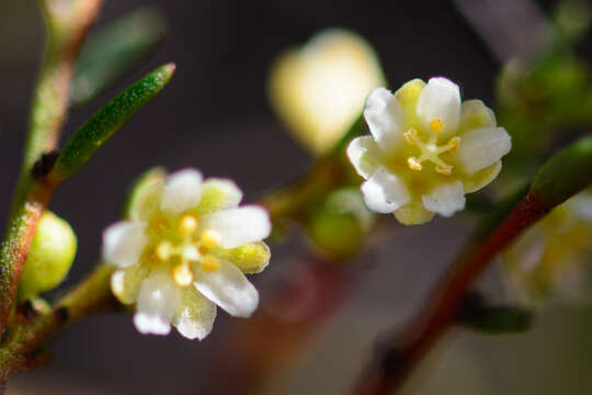 Image of Clutia ericoides Thunb.