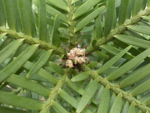 Image of Wollemi Pine