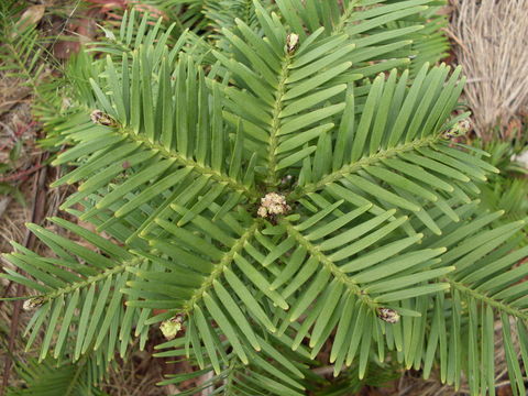 Image of Wollemi Pine