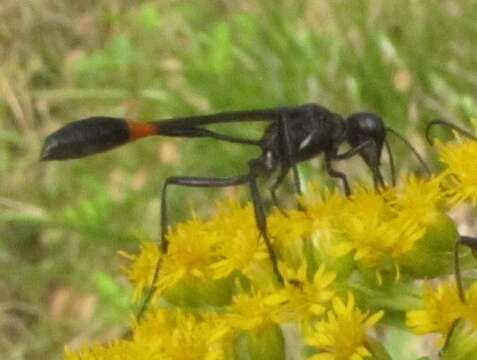 Image of Ammophila nigricans Dahlbom 1843