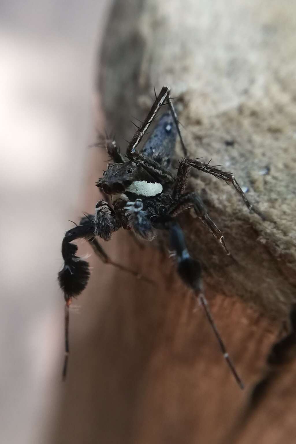 Image of Fringed Jumping Spider