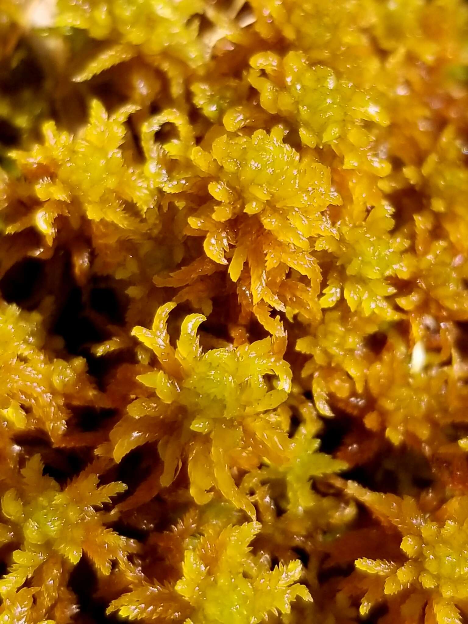 Image of slender cow-horn bog-moss