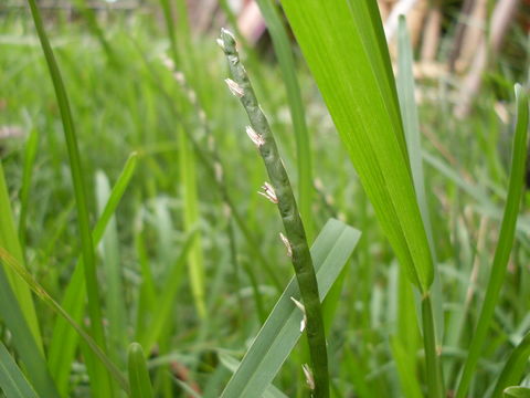 Image of St. Augustine grass