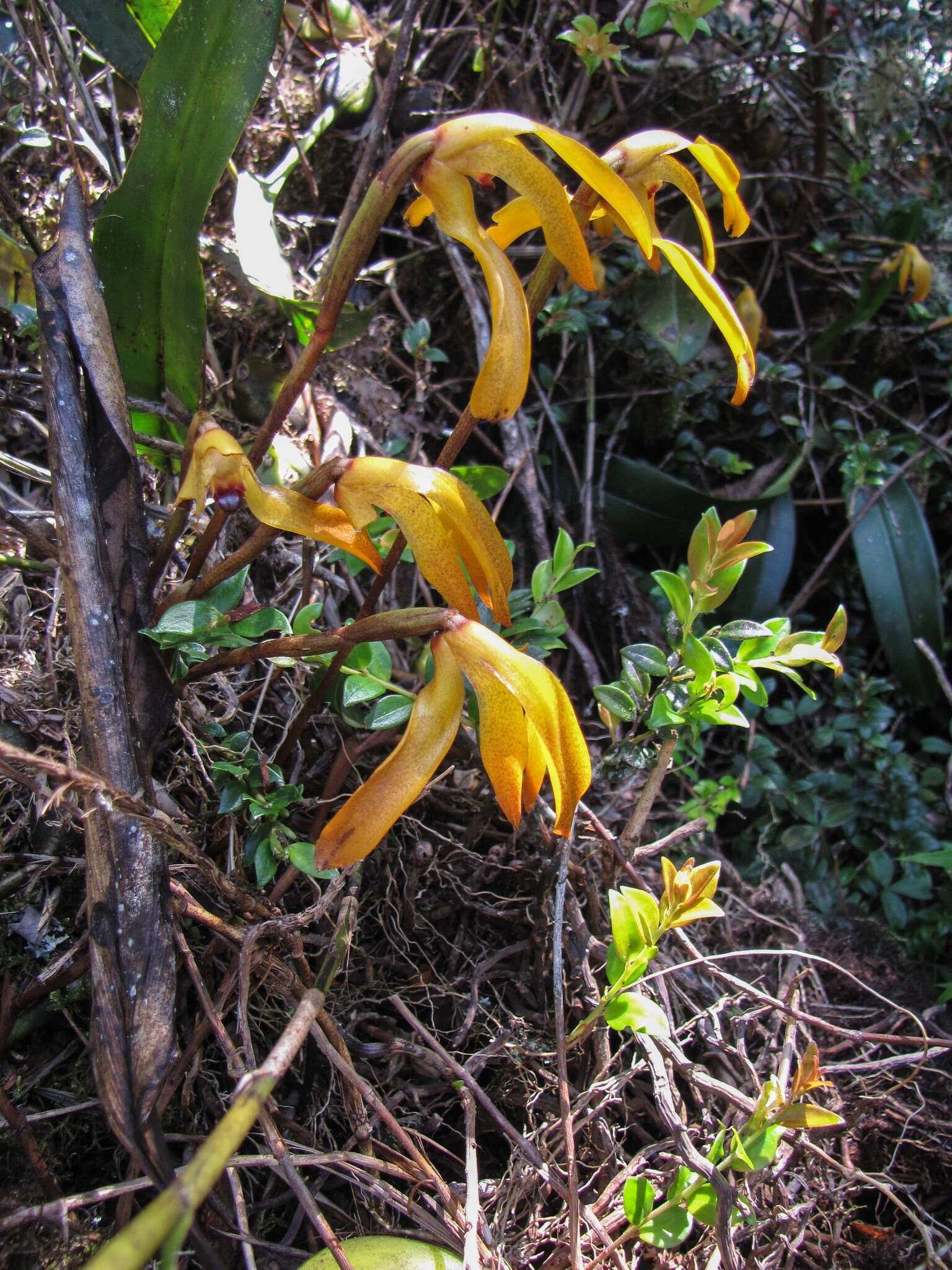 Image of Maxillaria colorata Rchb. fil.