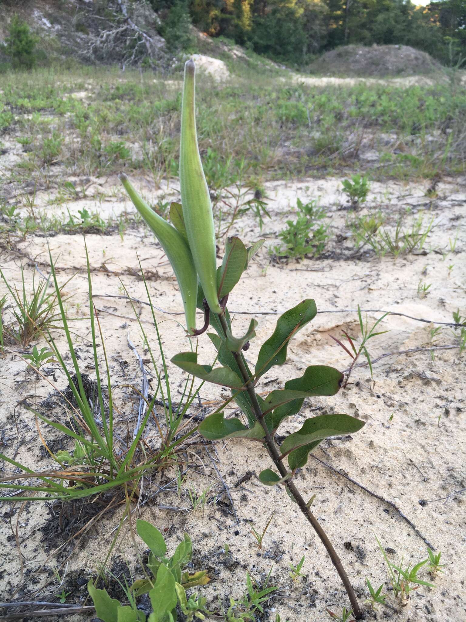 Asclepias tomentosa Ell. resmi