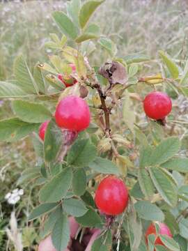 Image of Apple Rose