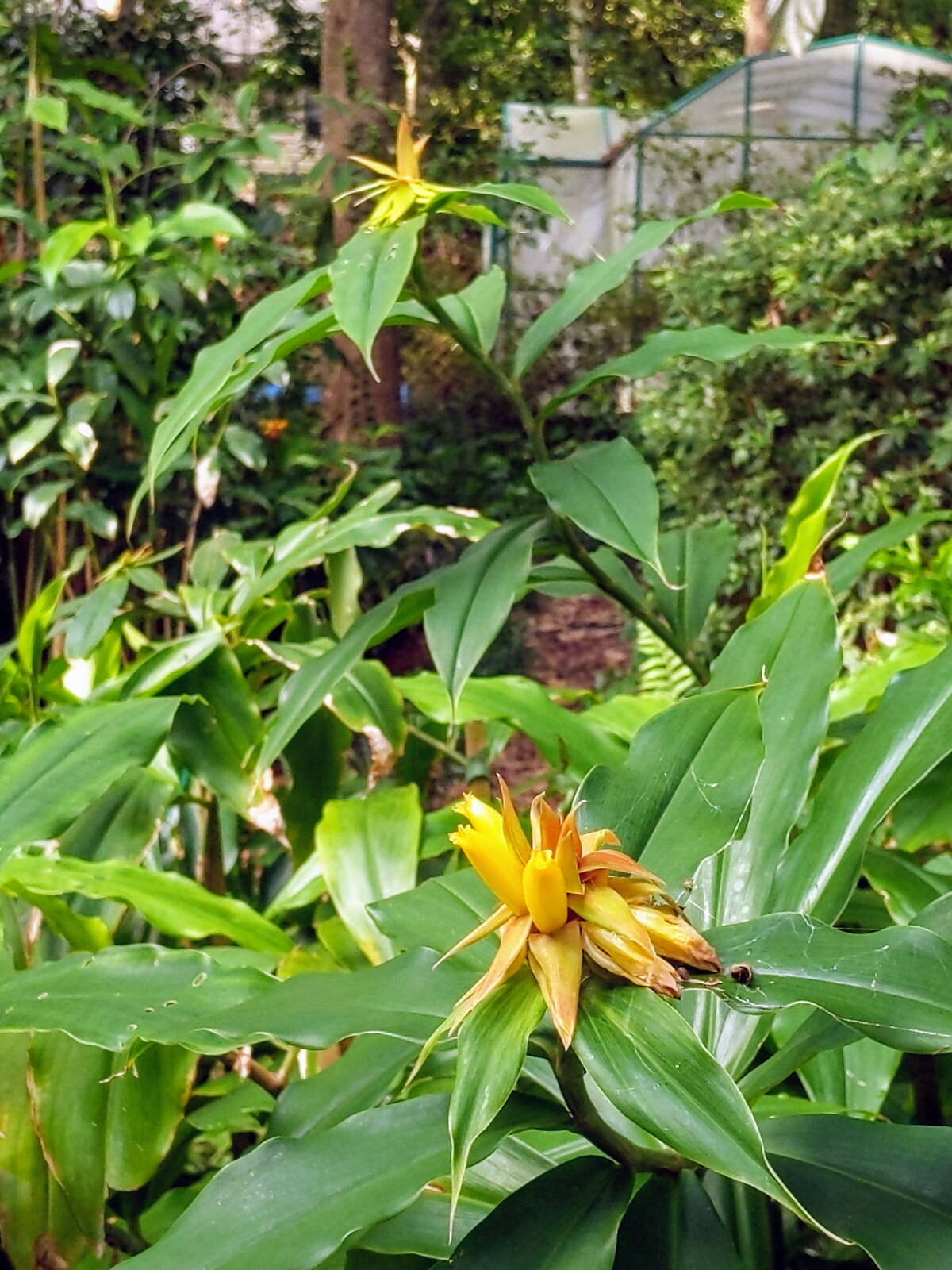 Image of Costus comosus var. bakeri (K. Schum.) Maas