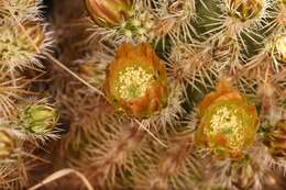 Image of Correll's hedgehog cactus