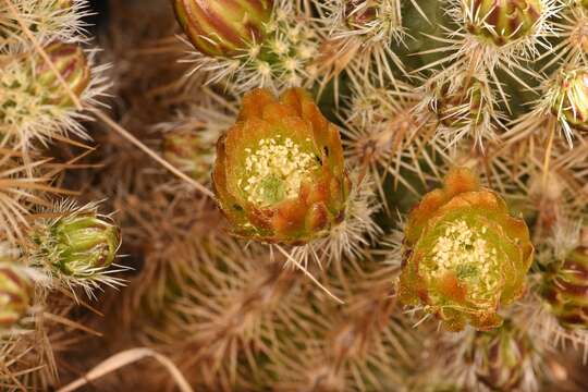 Image de Echinocereus viridiflorus subsp. correllii (L. D. Benson) W. Blum & Mich. Lange