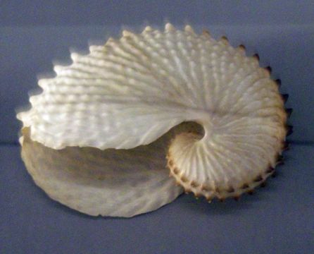 Image of <i>Argonauta nodosa</i>