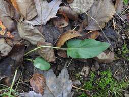 Sivun Viola sagittata var. ovata (Nutt.) Torr. & A. Gray kuva