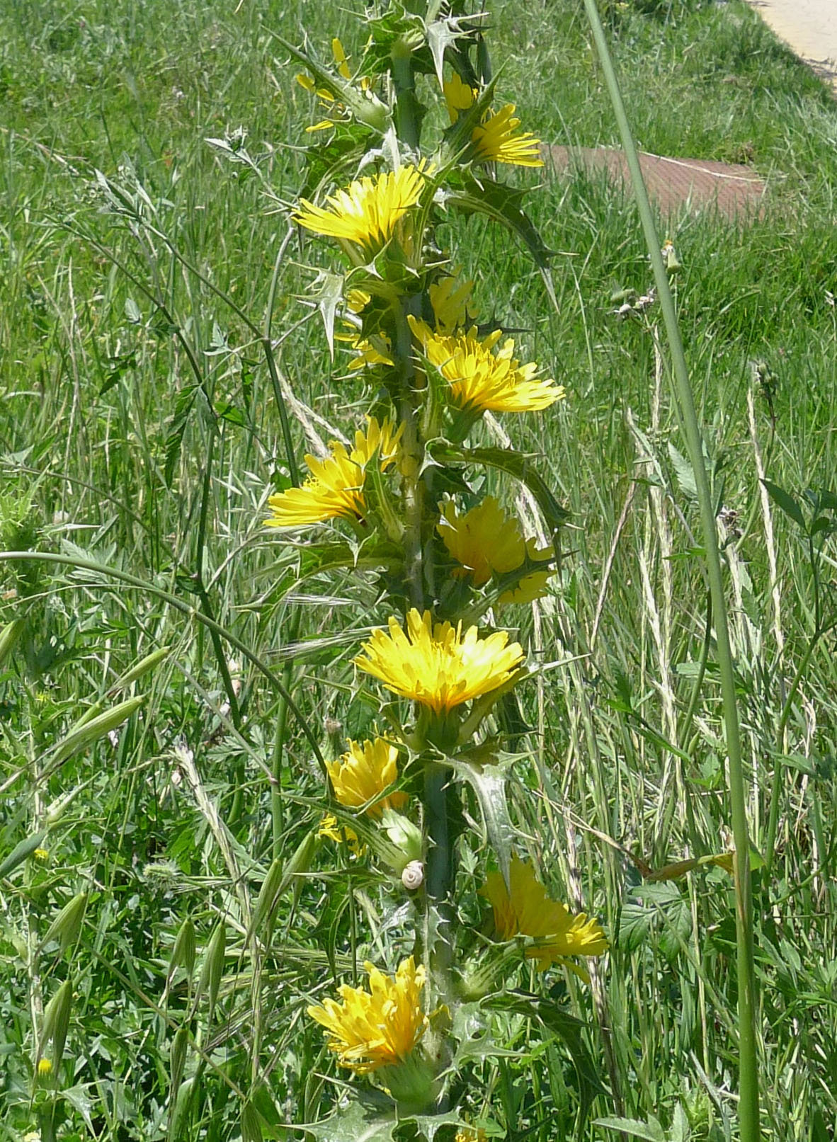 Scolymus hispanicus (rights holder: gailhampshire)