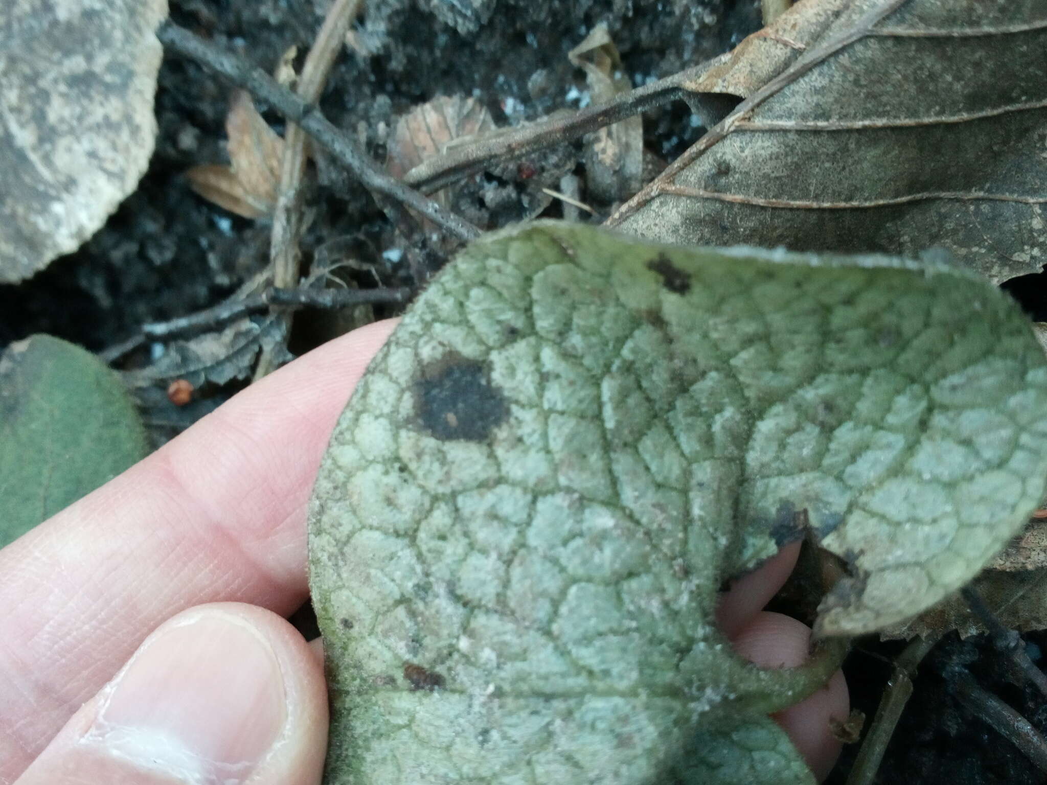 Image of Puccinia asarina Kunze 1817