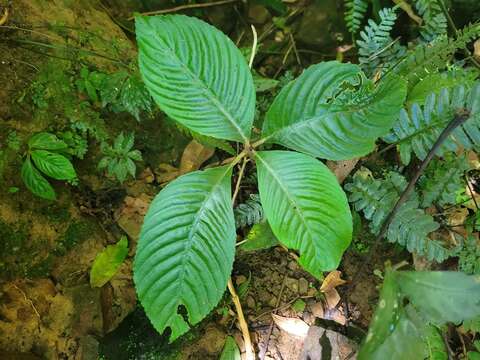 Image of Rhynchotechum formosanum Hatus.