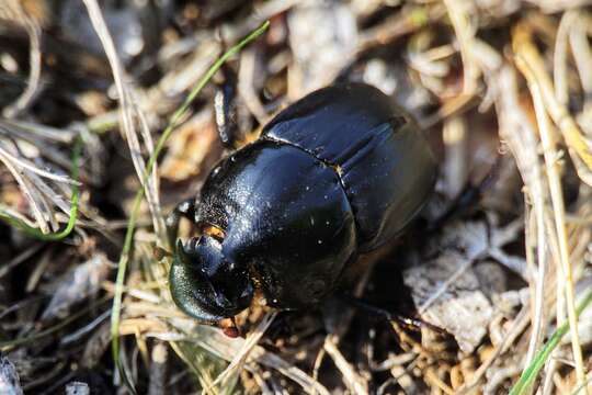 Imagem de Bubas bison (Linnaeus 1767)