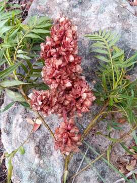 Dodonaea madagascariensis Radlk. resmi