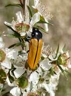 Image of Castiarina rufipennis (Kirby 1818)