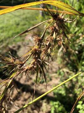 Themeda quadrivalvis (L.) Kuntze resmi