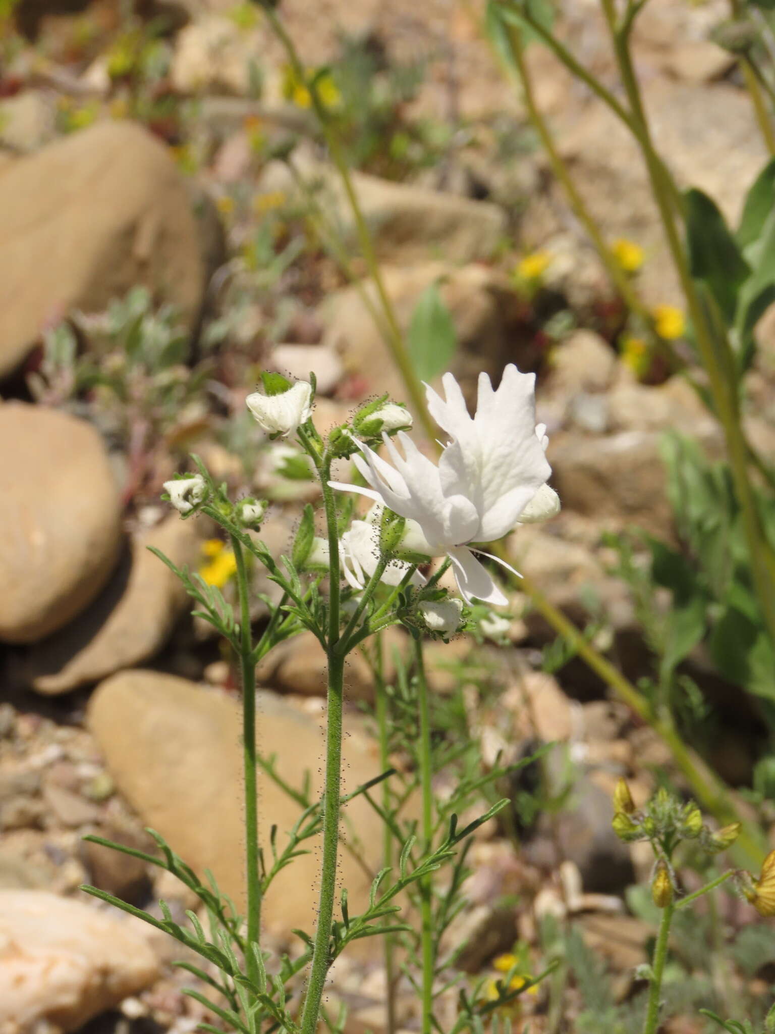 Imagem de Schizanthus candidus Lindl.