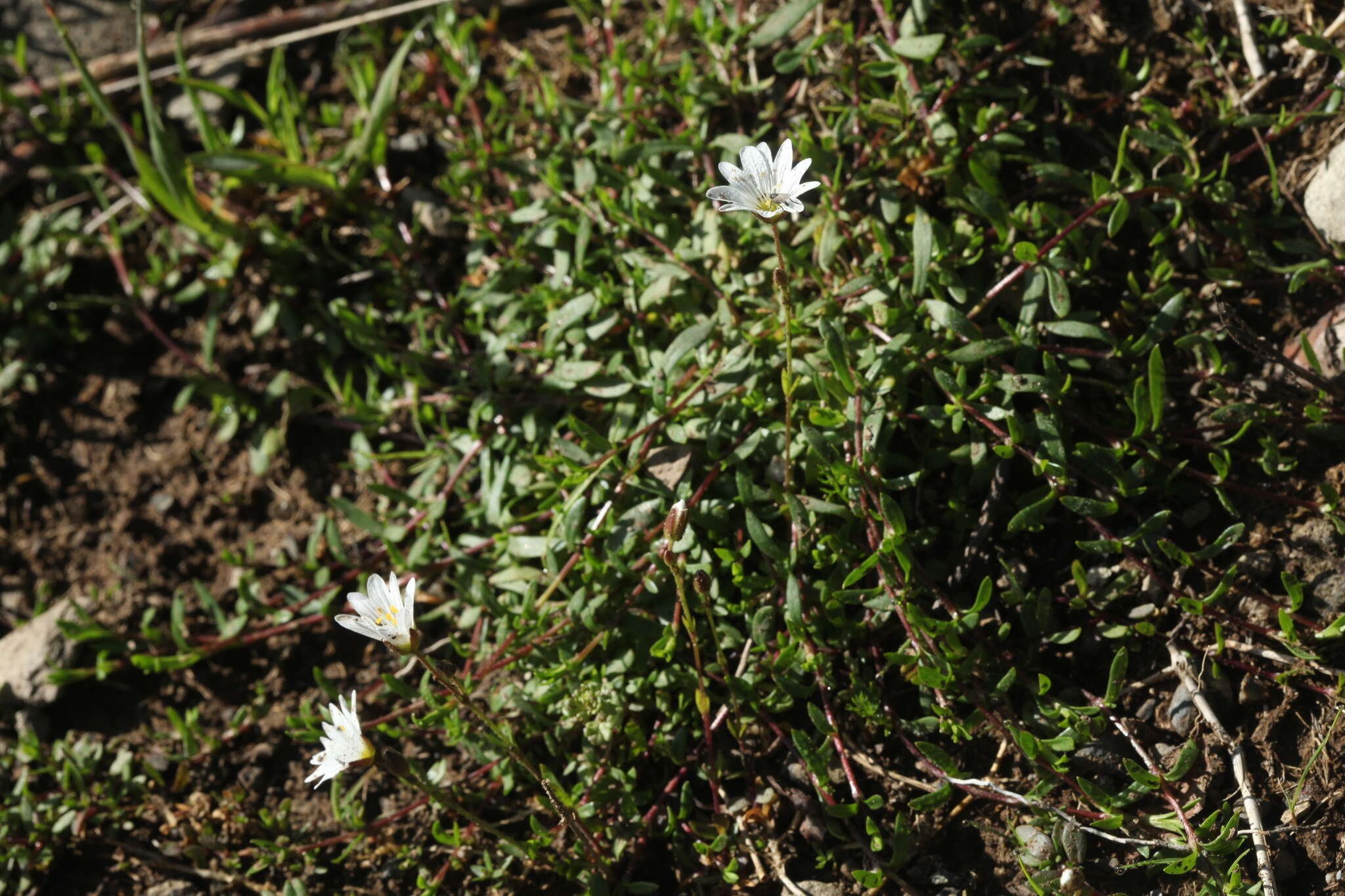 Plancia ëd Cerastium cerastoides (L.) Britton