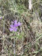 Plancia ëd Clarkia biloba (Dur.) A. Nels. & J. F. Macbr.