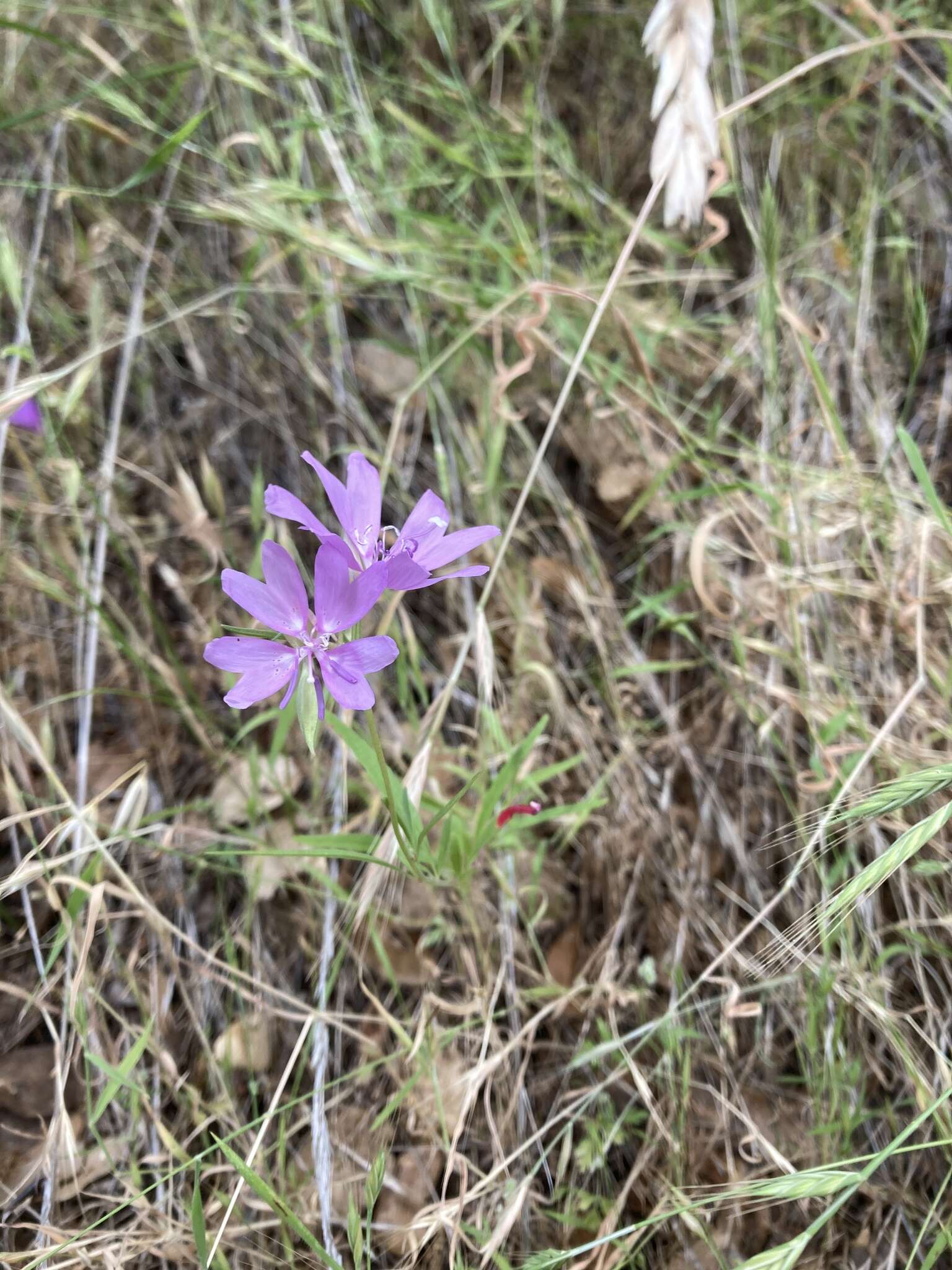 Plancia ëd Clarkia biloba (Dur.) A. Nels. & J. F. Macbr.