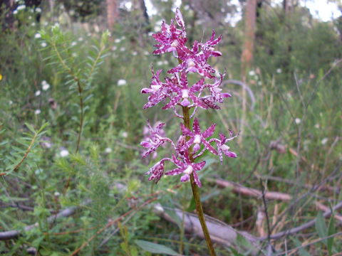 Image of Blotched hyacinth-orchid