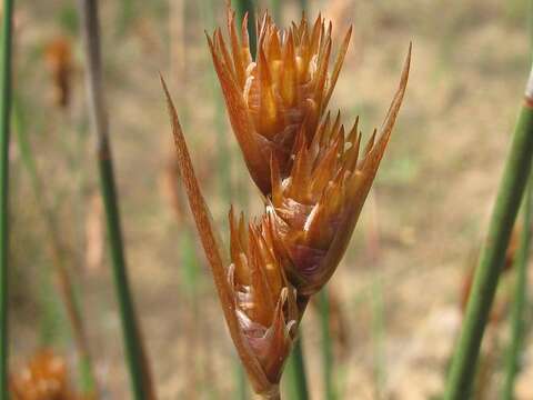 Image of Thamnochortus platypteris Kunth