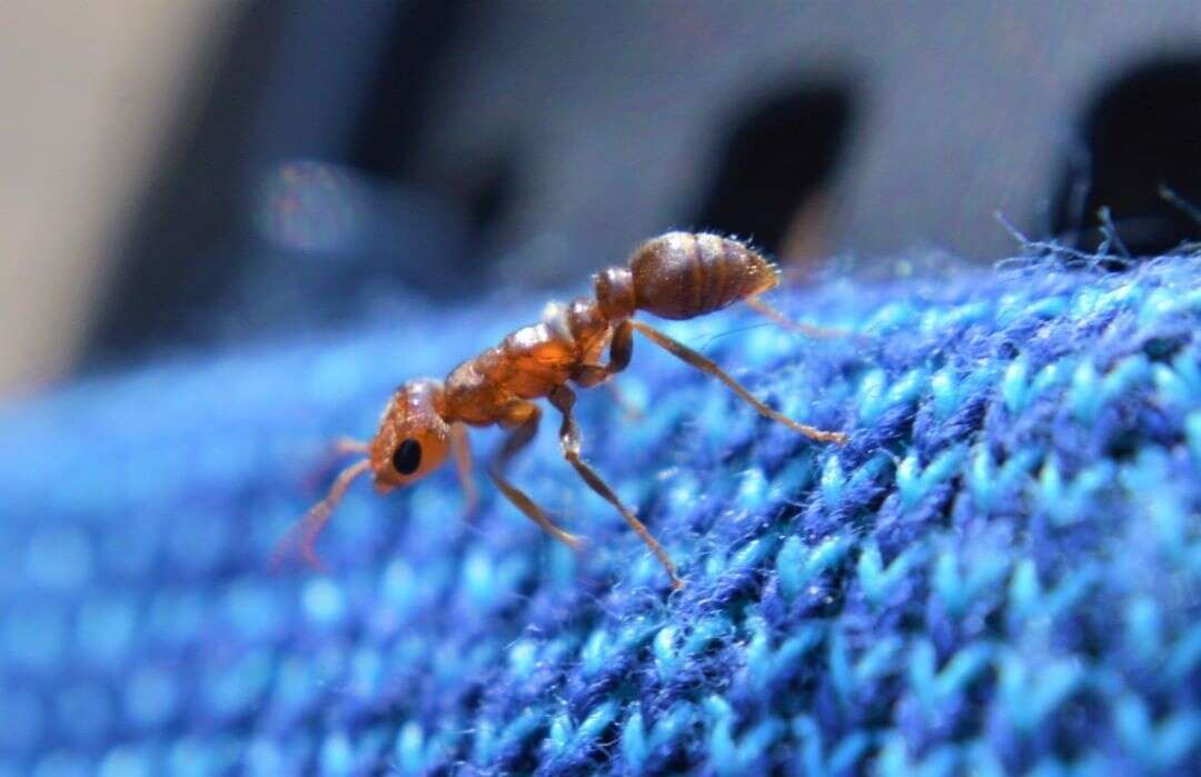 Image of Pseudomyrmex kuenckeli (Emery 1890)