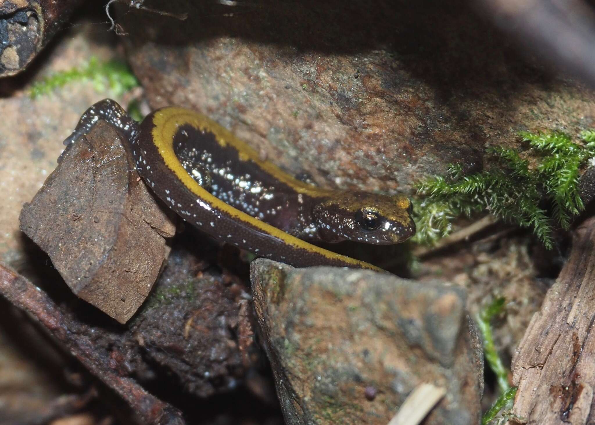 Image of Coeur d'Alene Salamander