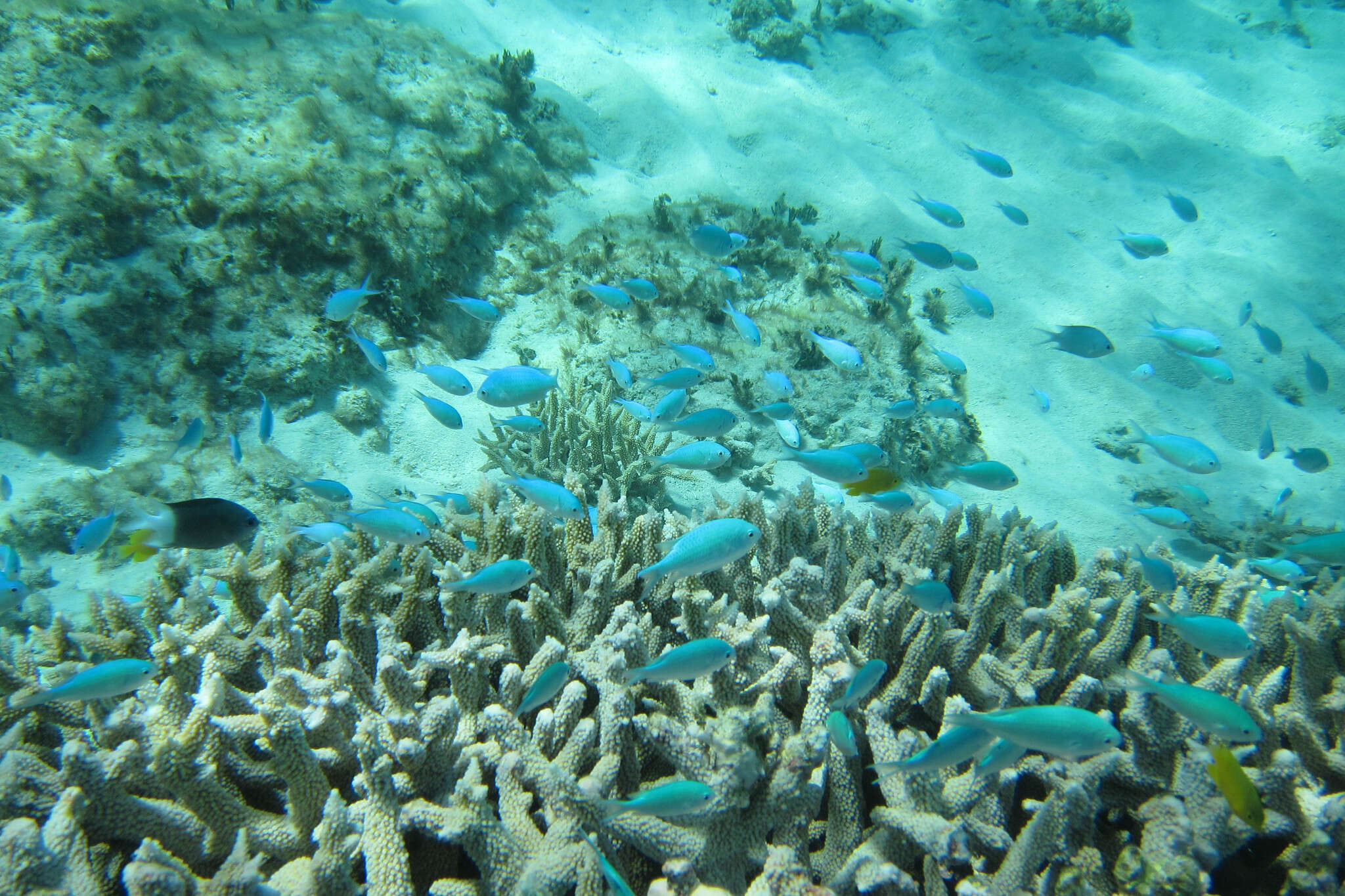 Image of Acanthochromis