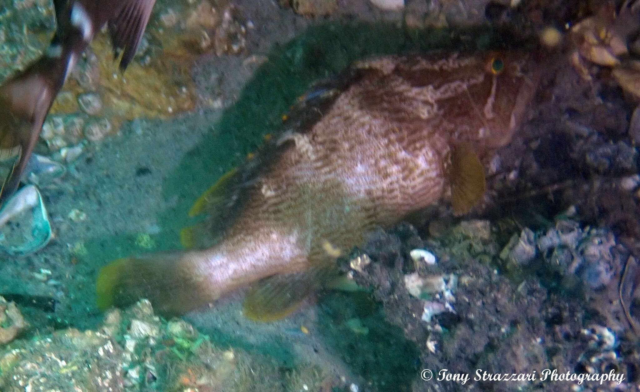 Epinephelus undulatostriatus (Peters 1866)的圖片