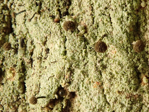 Image of needle lichen