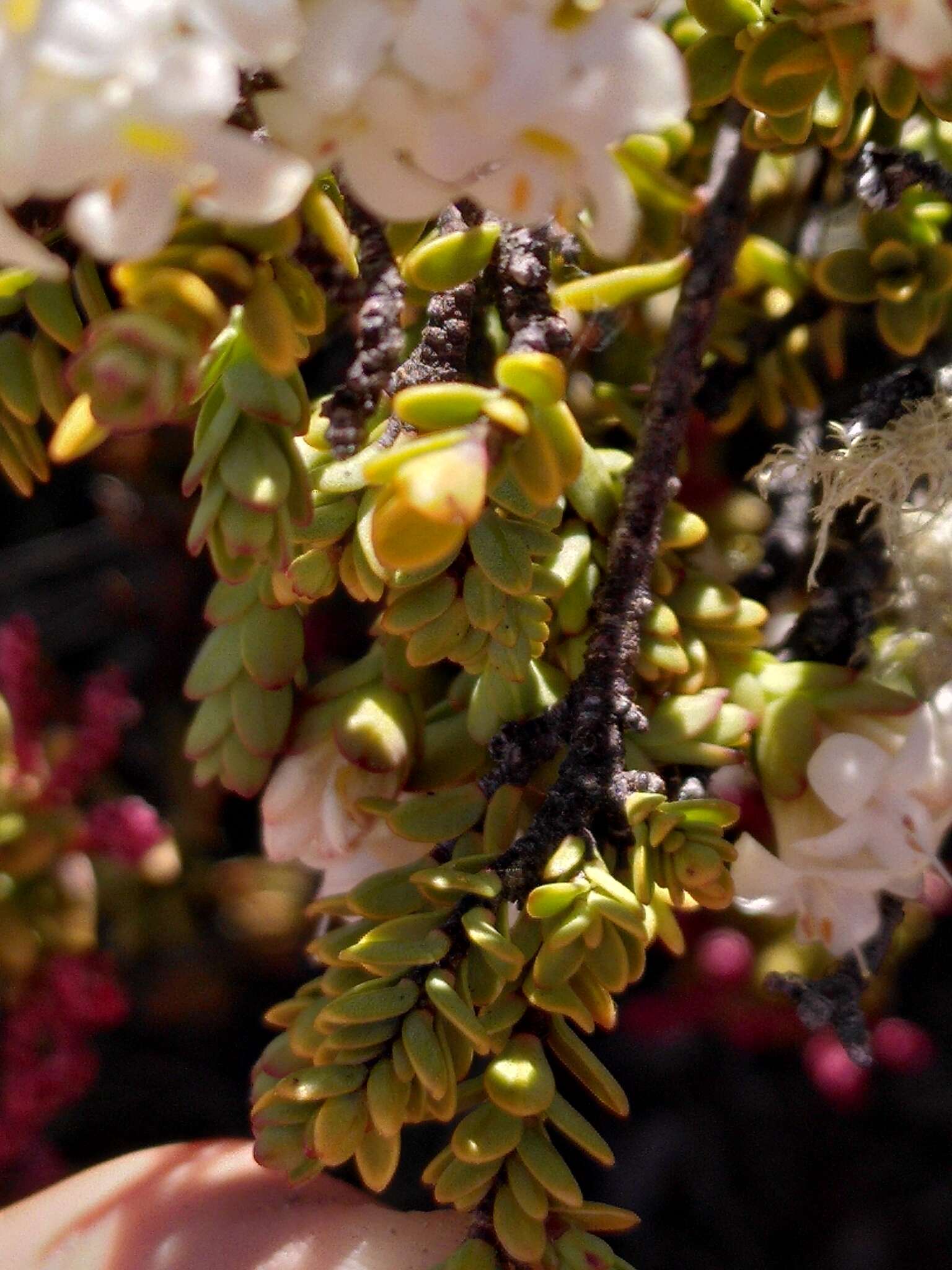 Image of Pimelea traversii Hook. fil.