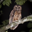 Image of Mottled Owl