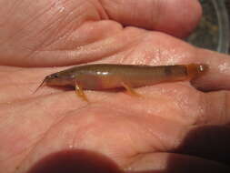 Image of Flat-headed loach