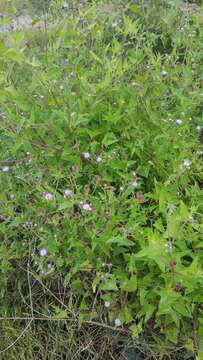 Image of Chromolaena sagittata (A. Gray) R. King & H. Rob.