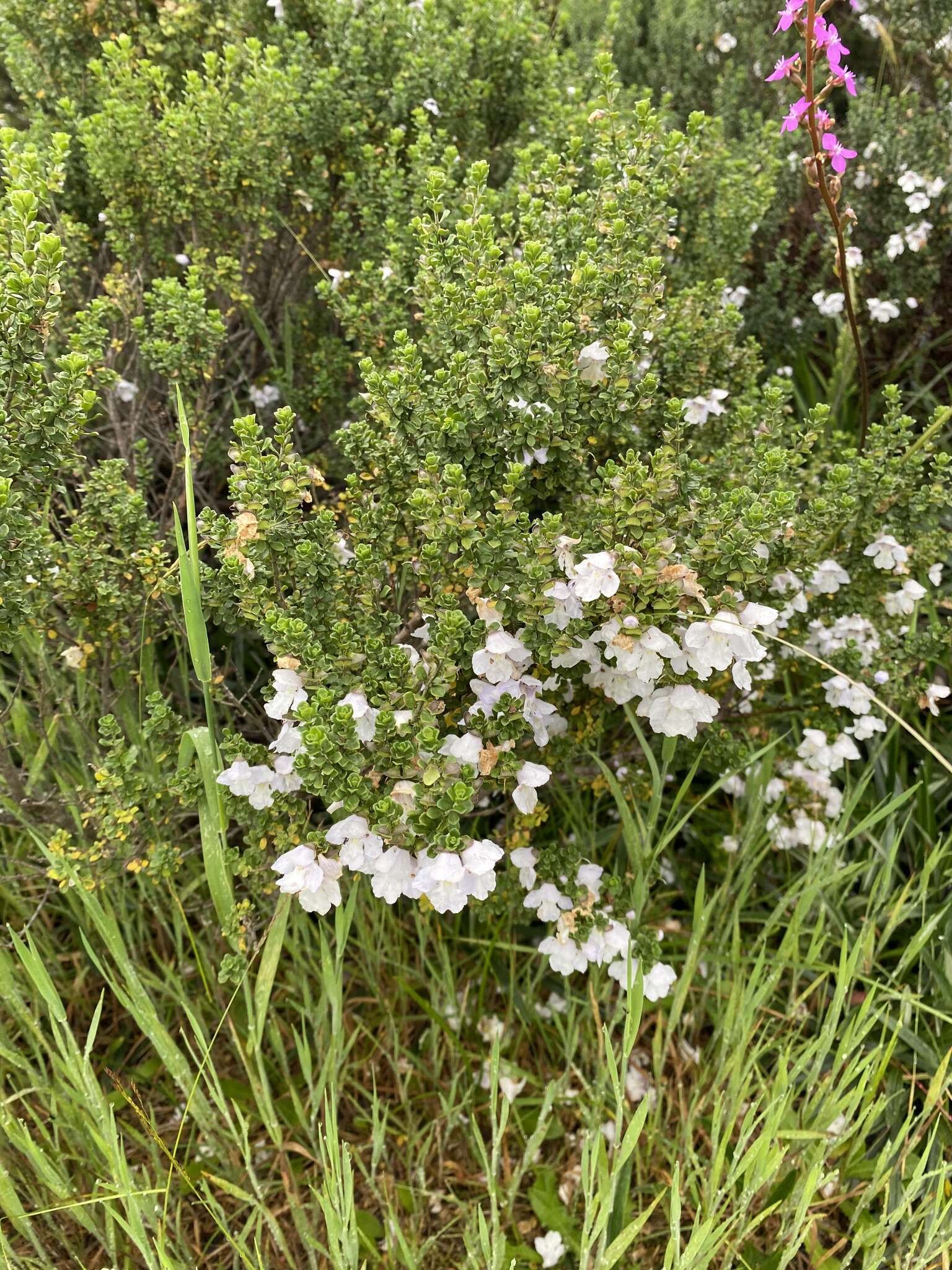 Imagem de Prostanthera cuneata Benth.