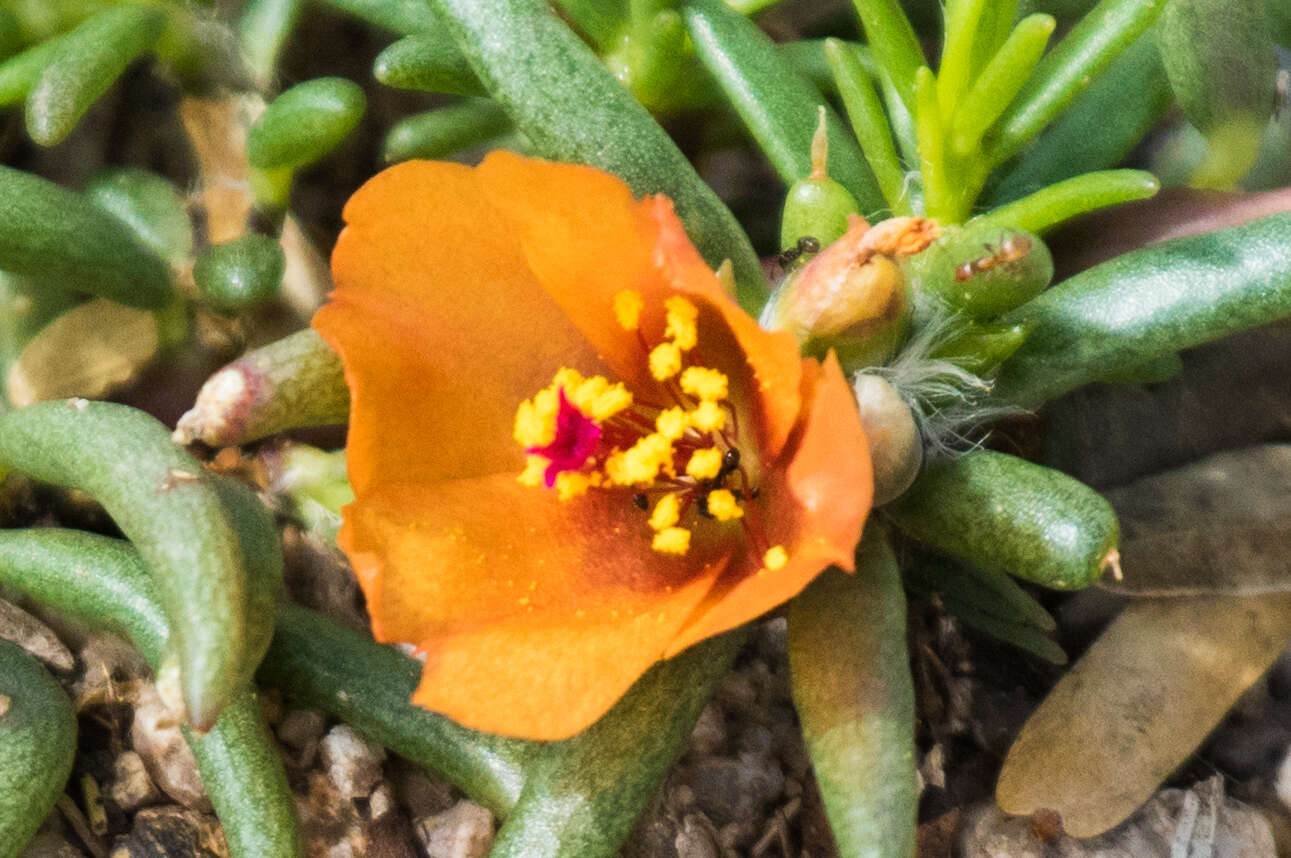 Image of shrubby purslane