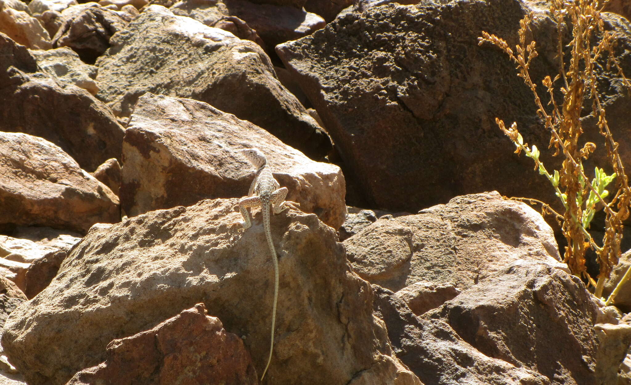 Image de Crotaphytus insularis Van Denburgh & Slevin 1921