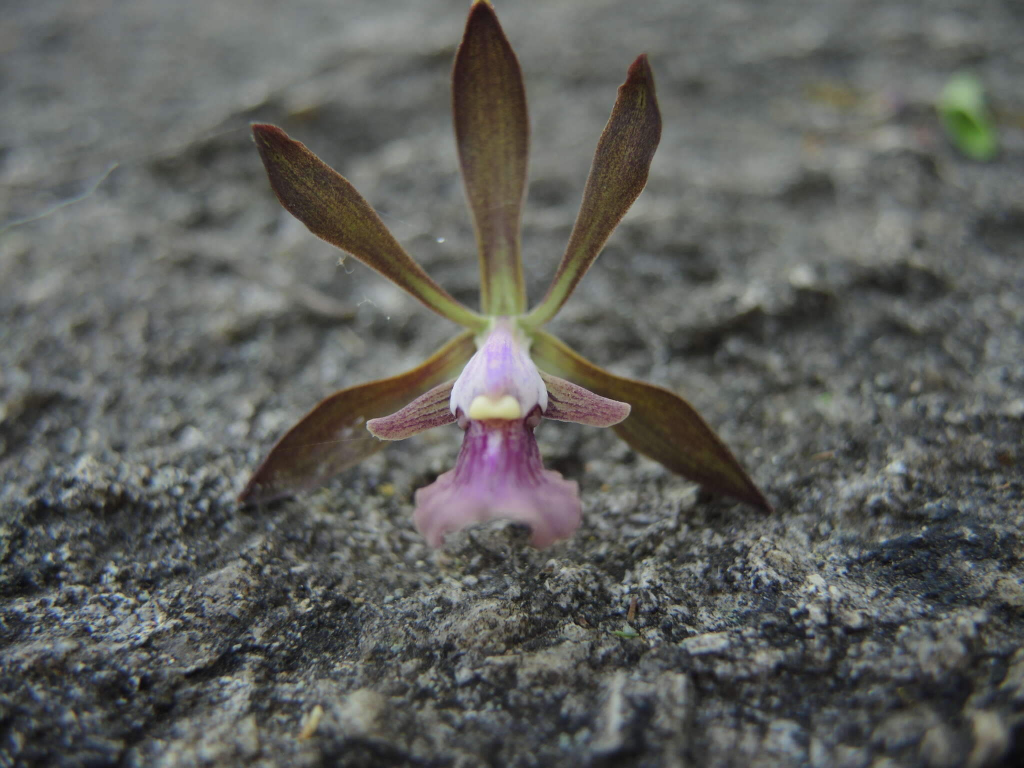 Image of Encyclia acapulcensis