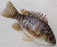 Oreochromis macrochir (Boulenger 1912) resmi