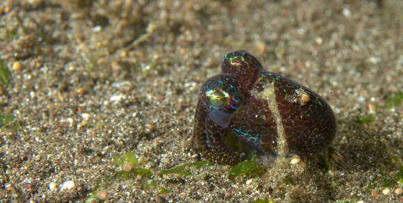 Image of Humming-bird Bobtail Squid