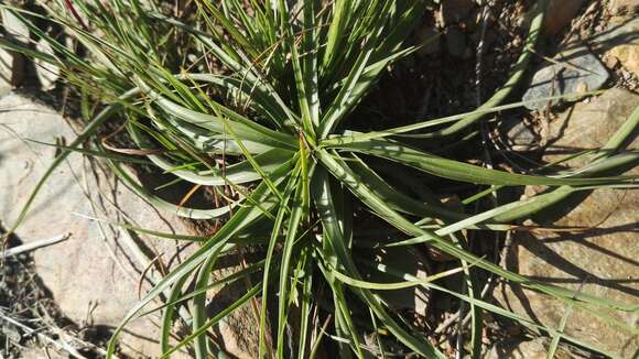 Image of Cyperus fulgens C. B. Clarke