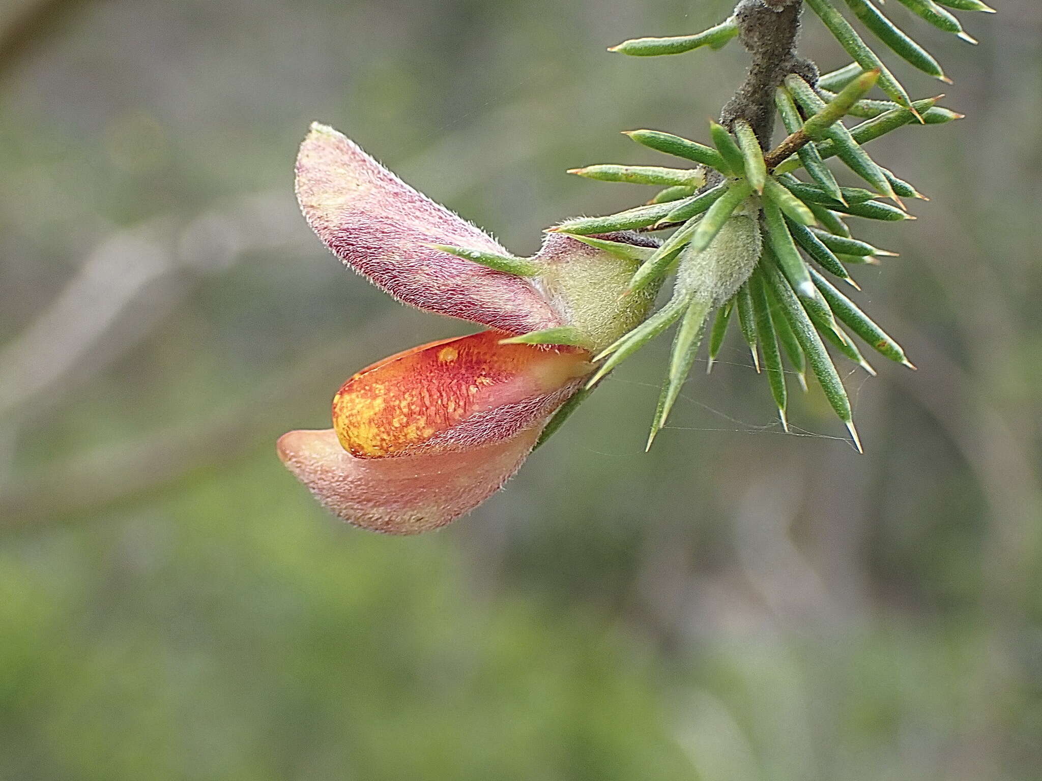 Слика од Aspalathus teres subsp. teres