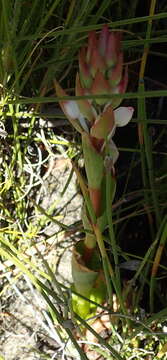 Image de Satyrium acuminatum Lindl.