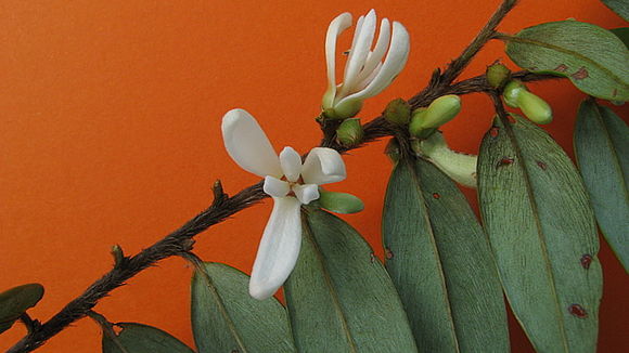 Imagem de <i>Xylopia frutescens</i> Aubl.