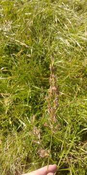 Image of Smooth Meadow-grass